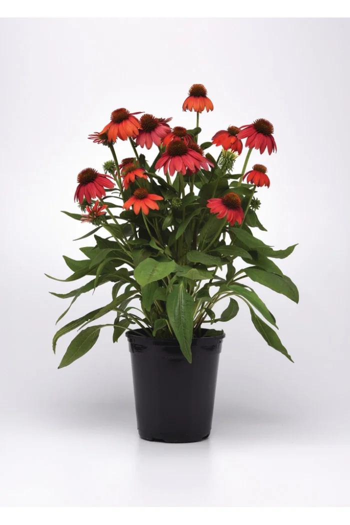Jeżówka 'Lakota Orange' | Echinacea
