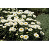 Złocień 'Laspider' | Leucanthemum maximum