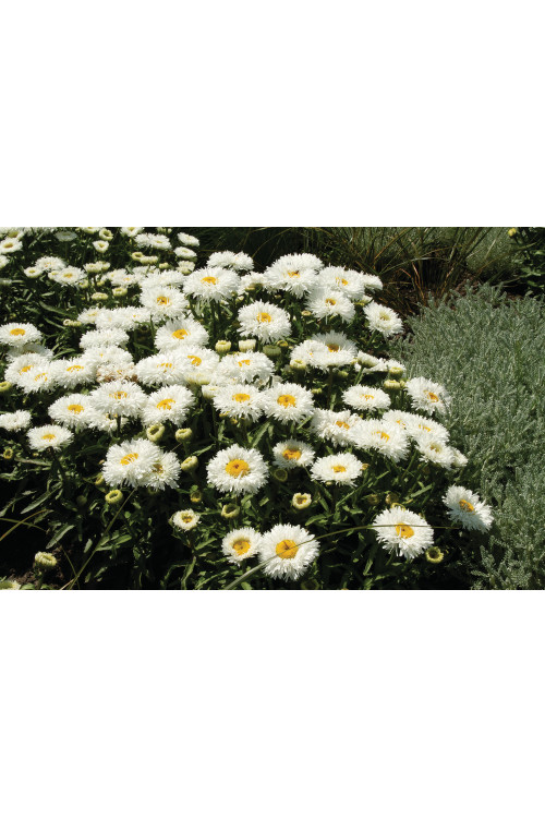 Złocień 'Laspider' | Leucanthemum maximum