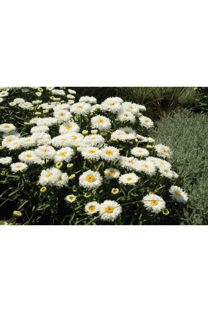 Złocień 'Laspider' | Leucanthemum maximum