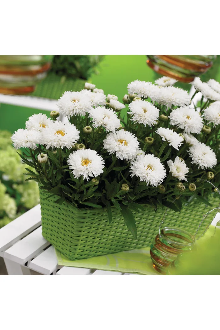 Złocień 'Laspider' | Leucanthemum maximum