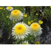 Złocień 'Laspider' | Leucanthemum maximum
