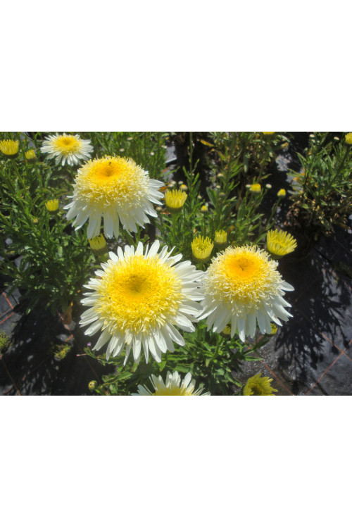 Złocień 'Laspider' | Leucanthemum maximum