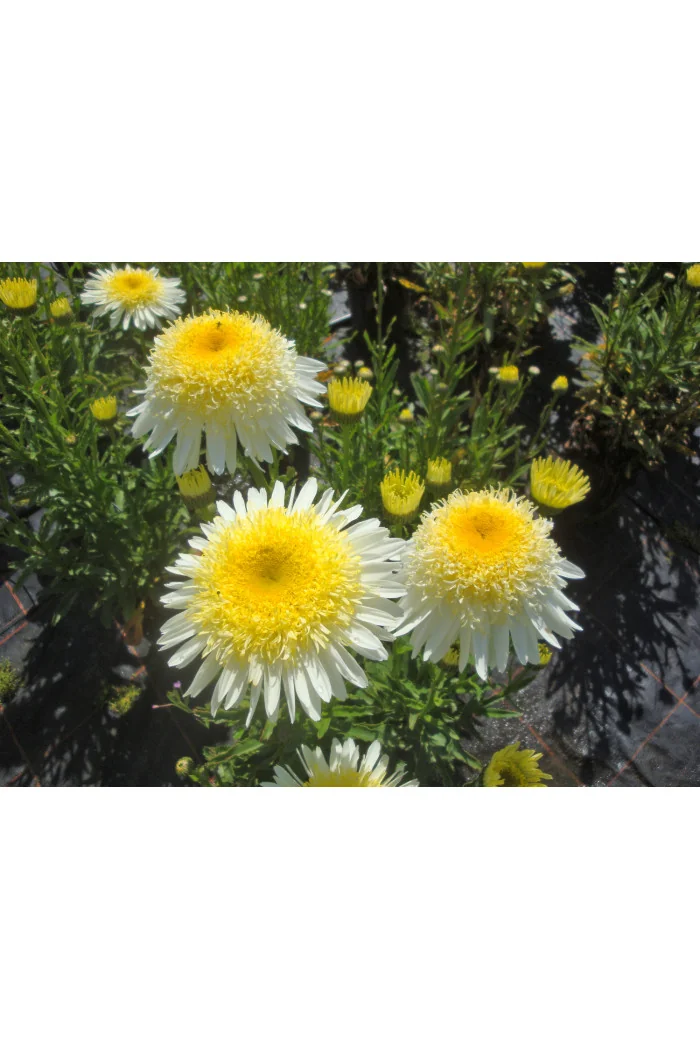 Złocień 'Laspider' | Leucanthemum maximum