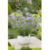 Driakiew 'Blue Note' Scabiosa