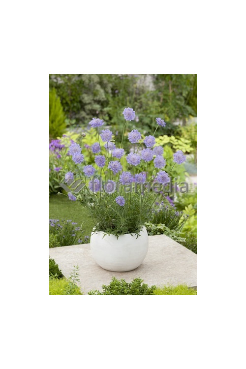 Driakiew 'Blue Note' Scabiosa
