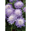 Driakiew 'Blue Note' Scabiosa
