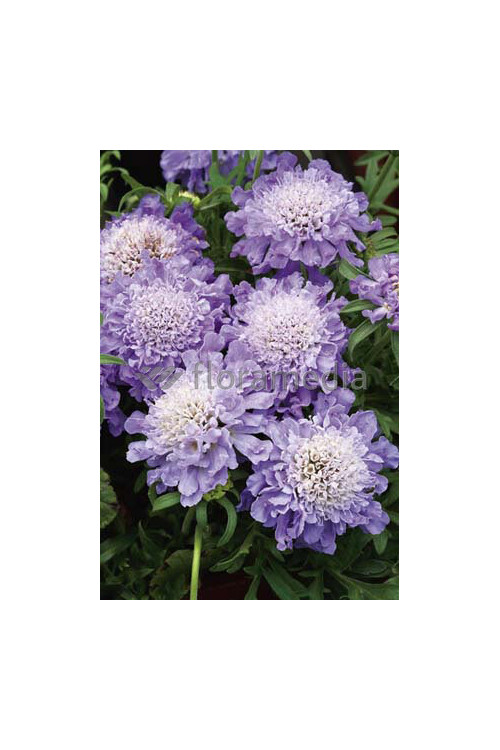 Driakiew 'Blue Note' Scabiosa
