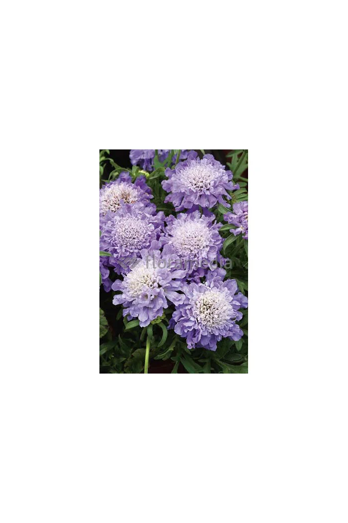 Driakiew 'Blue Note' Scabiosa