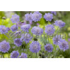 Driakiew 'Blue Note' Scabiosa