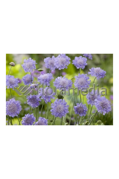 Driakiew 'Blue Note' Scabiosa