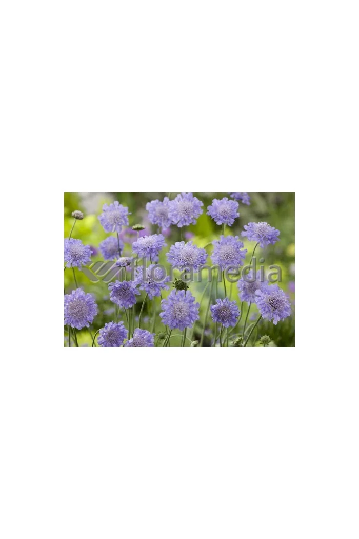 Driakiew 'Blue Note' Scabiosa