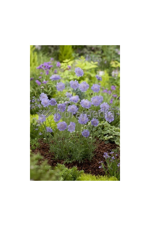 Driakiew 'Blue Note' Scabiosa
