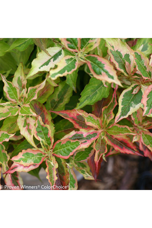 Krzewuszka cudowna 'My Monet Sunset' Weigela florida