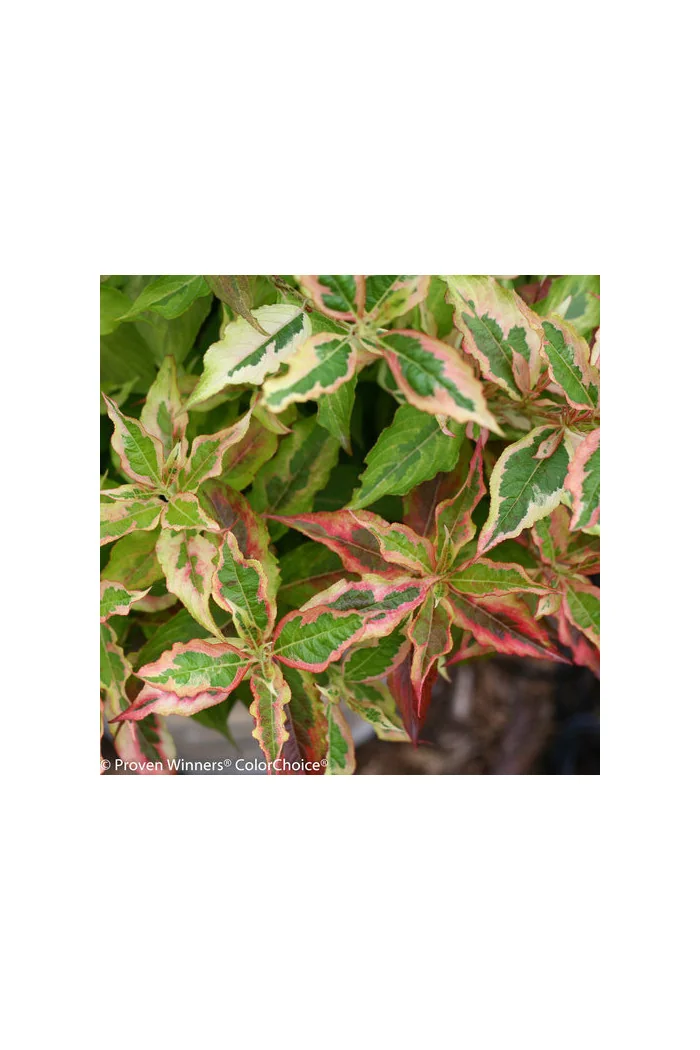 Krzewuszka cudowna 'My Monet Sunset' Weigela florida