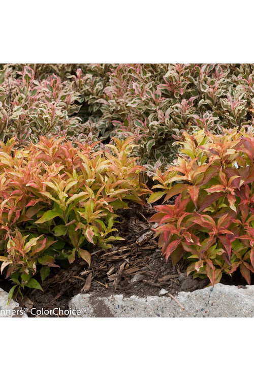 Krzewuszka cudowna 'My Monet Sunset' Weigela florida