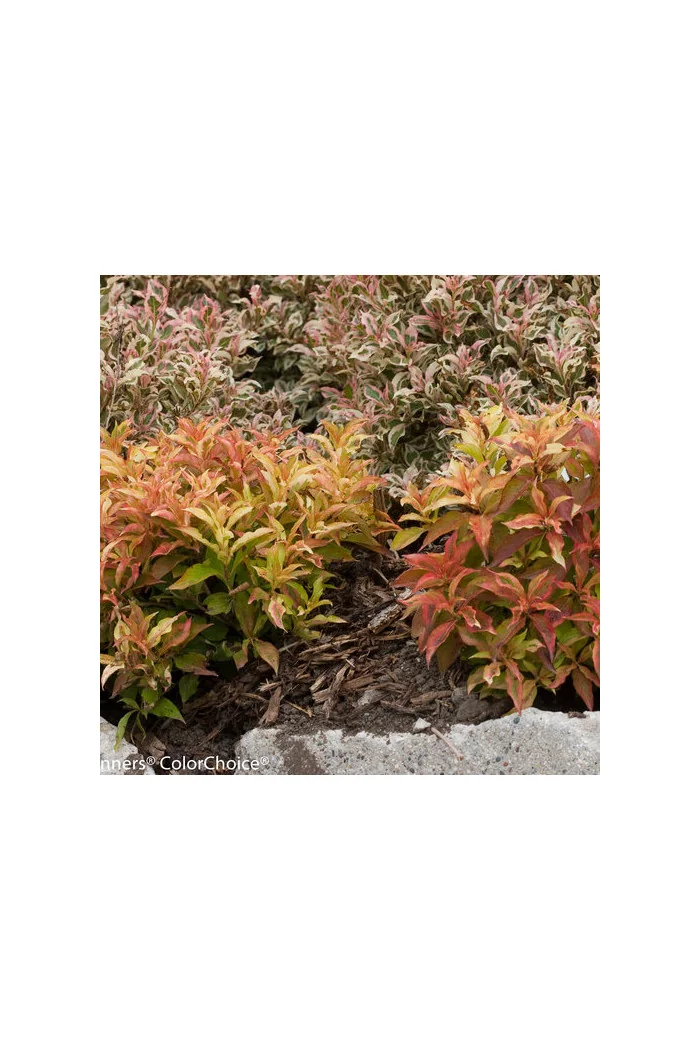 Krzewuszka cudowna 'My Monet Sunset' Weigela florida