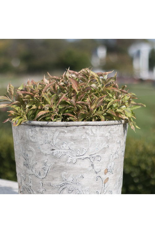 Krzewuszka cudowna 'My Monet Sunset' Weigela florida