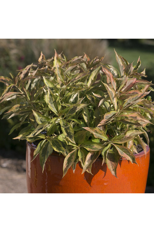 Krzewuszka cudowna 'My Monet Sunset' Weigela florida