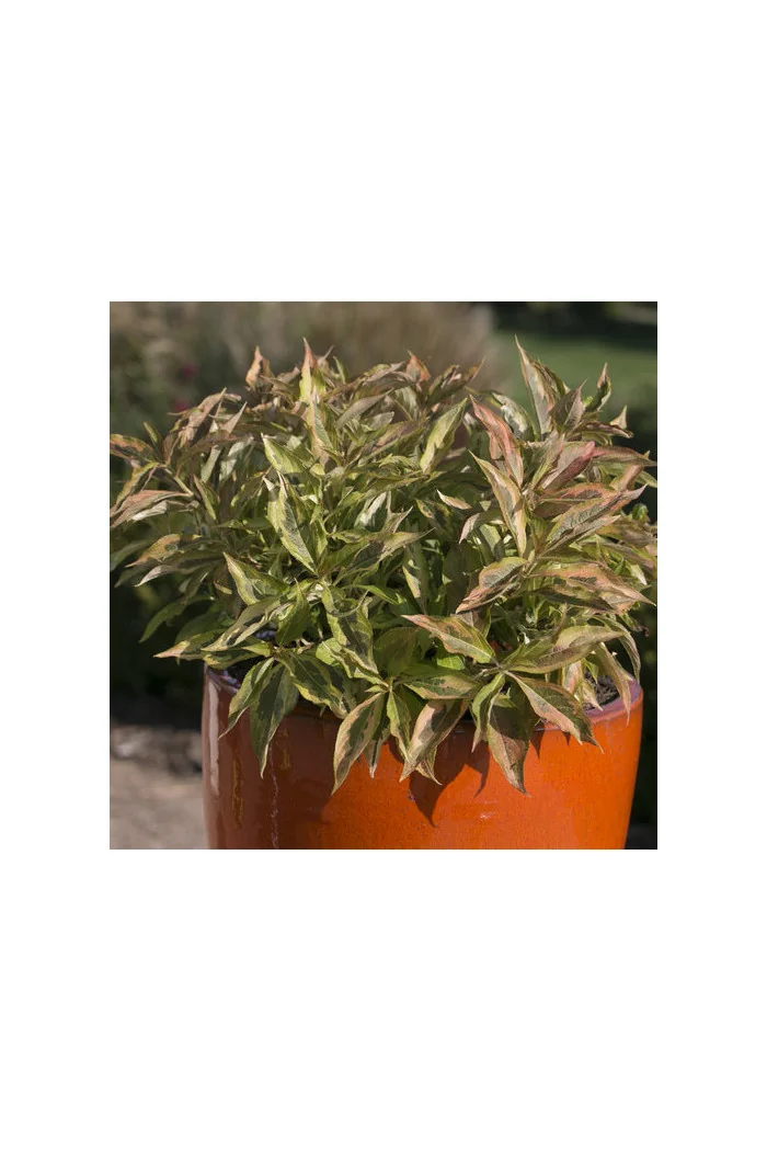 Krzewuszka cudowna 'My Monet Sunset' Weigela florida