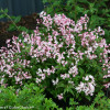 Żylistek 'Yuki Cherry Blossom' | Deutzia