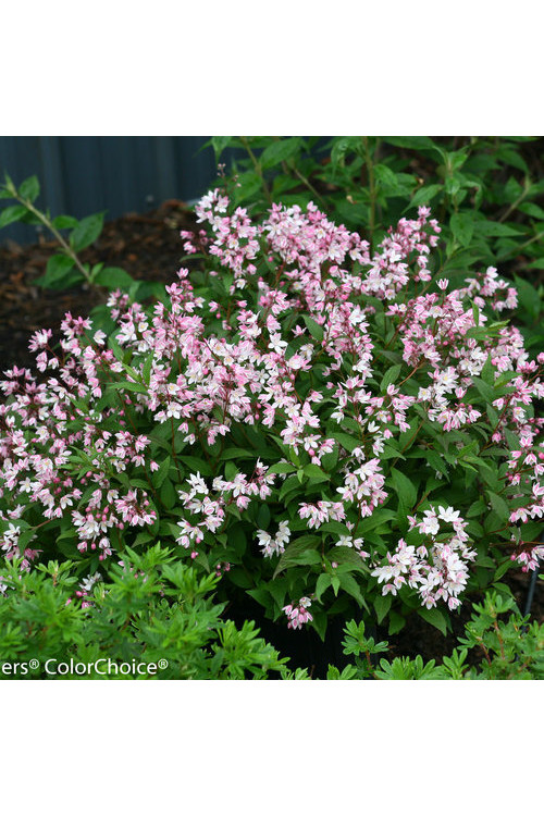 Żylistek 'Yuki Cherry Blossom' | Deutzia