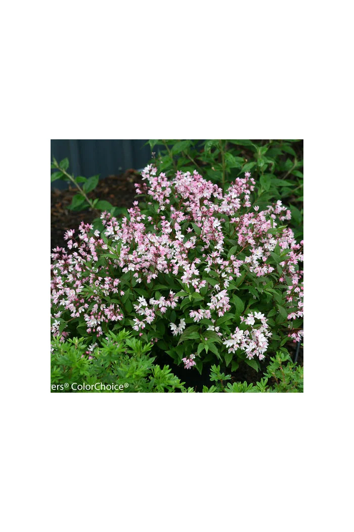 Żylistek 'Yuki Cherry Blossom' | Deutzia