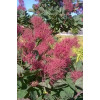 Perukowiec podolski 'Smokey Joe' Cotinus coggygria