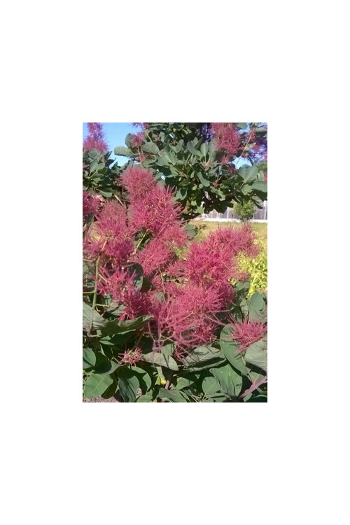 Perukowiec podolski 'Smokey Joe' Cotinus coggygria