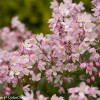 Żylistek 'Yuki Cherry Blossom' | Deutzia