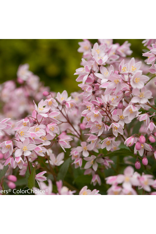 Żylistek 'Yuki Cherry Blossom' | Deutzia
