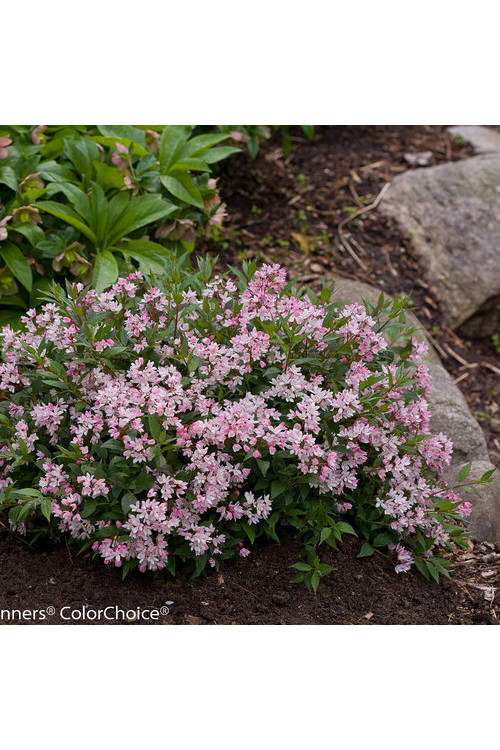 Żylistek 'Yuki Cherry Blossom' | Deutzia