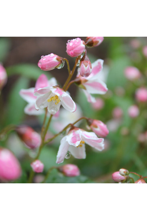 Żylistek 'Yuki Cherry Blossom' | Deutzia