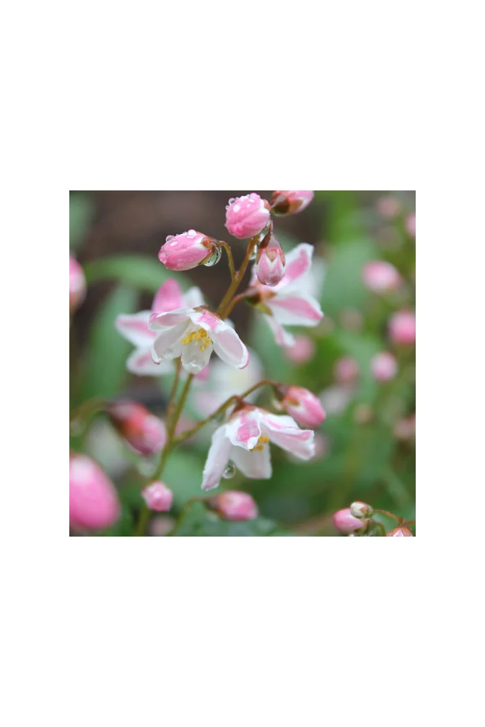 Żylistek 'Yuki Cherry Blossom' | Deutzia