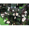 Krzewuszka cudowna 'Ebony & Ivory' | Weigela florida