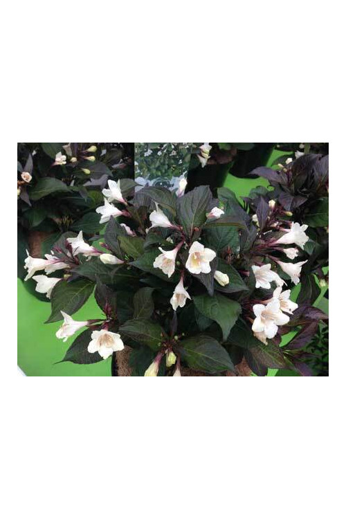 Krzewuszka cudowna 'Ebony & Ivory' | Weigela florida