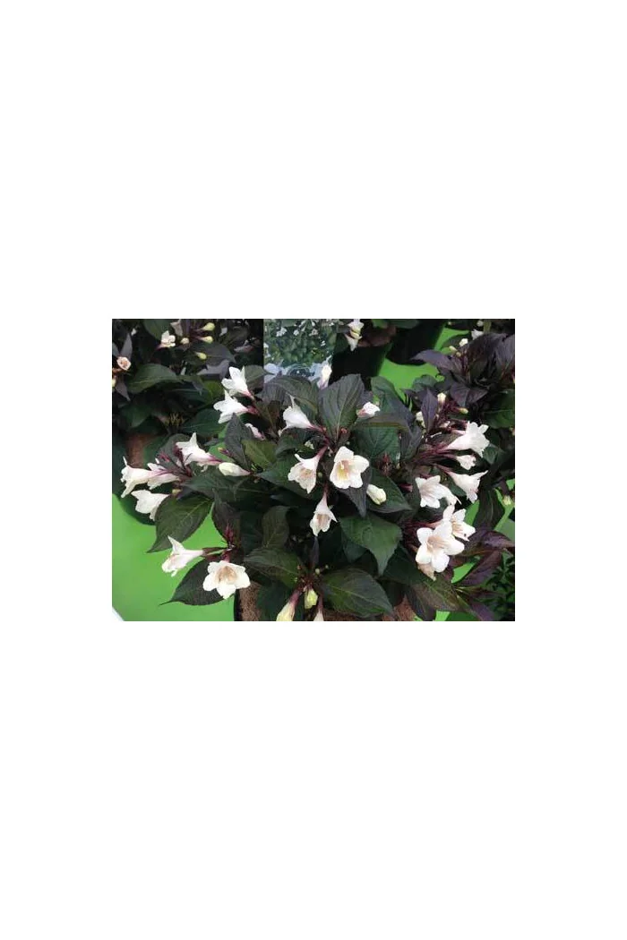 Krzewuszka cudowna 'Ebony & Ivory' | Weigela florida