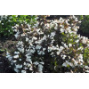 Krzewuszka cudowna 'Ebony & Ivory' | Weigela florida