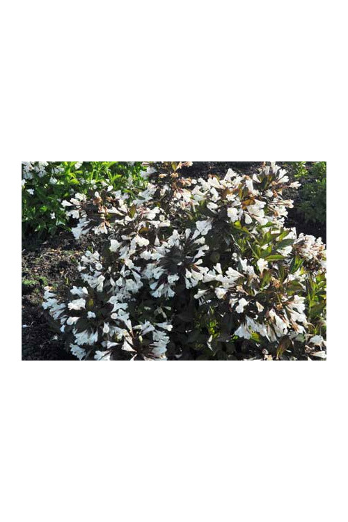 Krzewuszka cudowna 'Ebony & Ivory' | Weigela florida