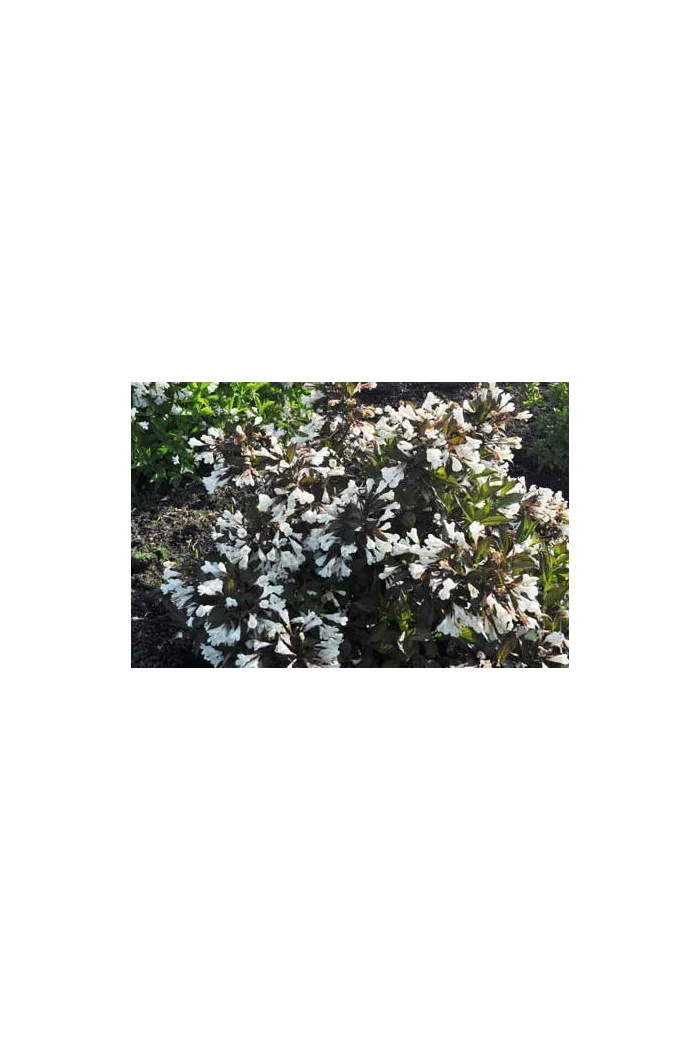 Krzewuszka cudowna 'Ebony & Ivory' | Weigela florida