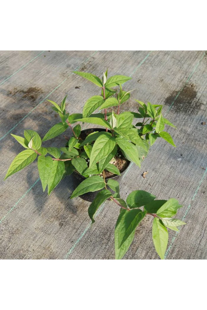 Żylistek mieszańcowy 'Mont Rose' | Deutzia hybrida