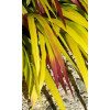 Hakonechloa 'Sunflare' | Hakonechloa macra