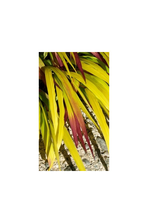 Hakonechloa 'Sunflare' | Hakonechloa macra