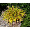 Hakonechloa 'Sunflare' | Hakonechloa macra