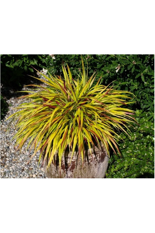 Hakonechloa 'Sunflare' | Hakonechloa macra