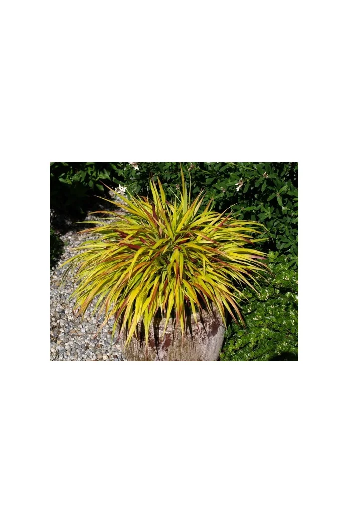 Hakonechloa 'Sunflare' | Hakonechloa macra