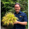 Hakonechloa 'Sunflare' | Hakonechloa macra