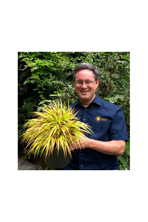 Hakonechloa 'Sunflare' | Hakonechloa macra