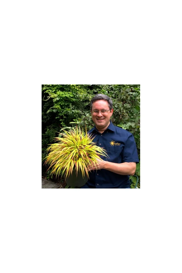 Hakonechloa 'Sunflare' | Hakonechloa macra