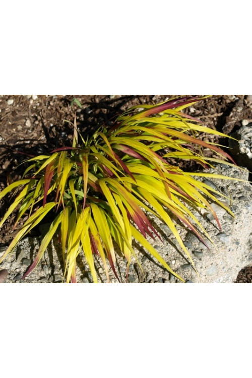 Hakonechloa 'Sunflare' | Hakonechloa macra